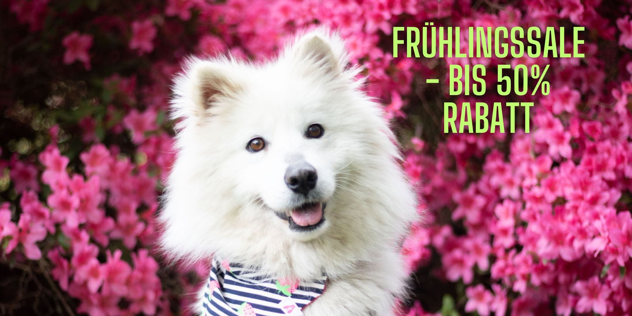 Nachhaltige Hundeprodukte - vegane Hundeleckerli und Kauartikel - Fairtails