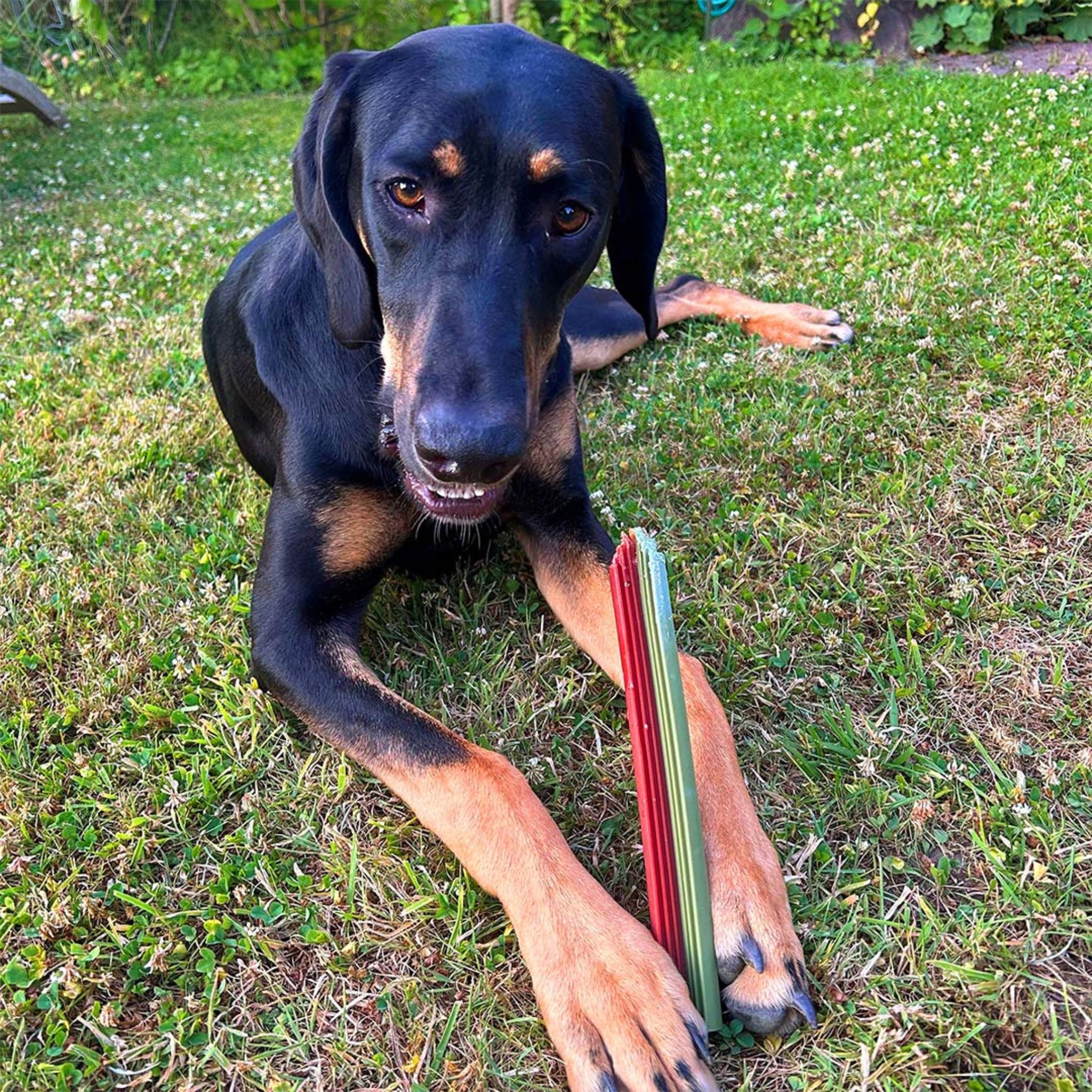 Garden Bites Dental Groovies vegane Kausticks bei Fairtails