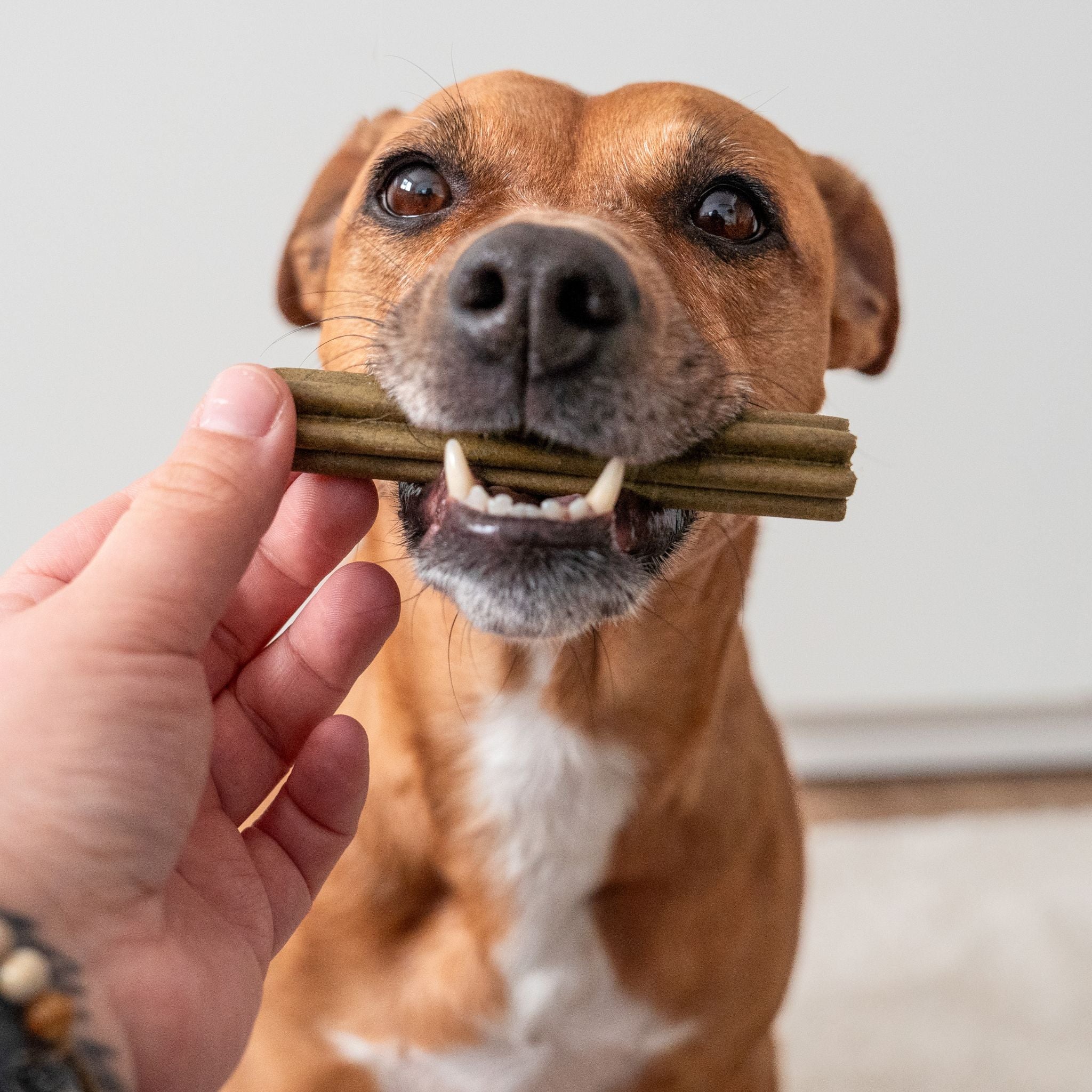 Hunderunde "Nussknacker" - vegane Kausticks