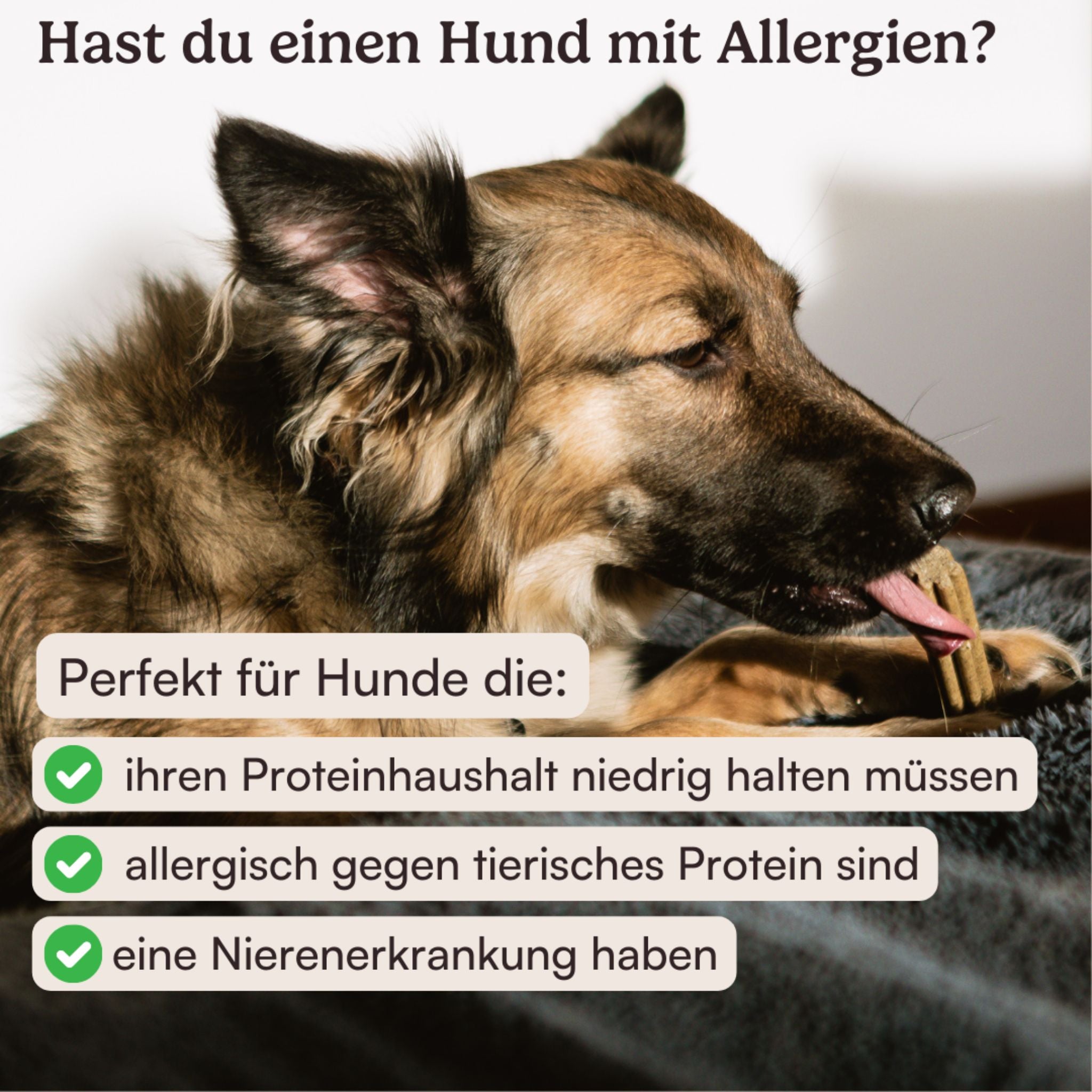 Hunderunde "Zahnfee" - vegane Kausticks bei Fairtails