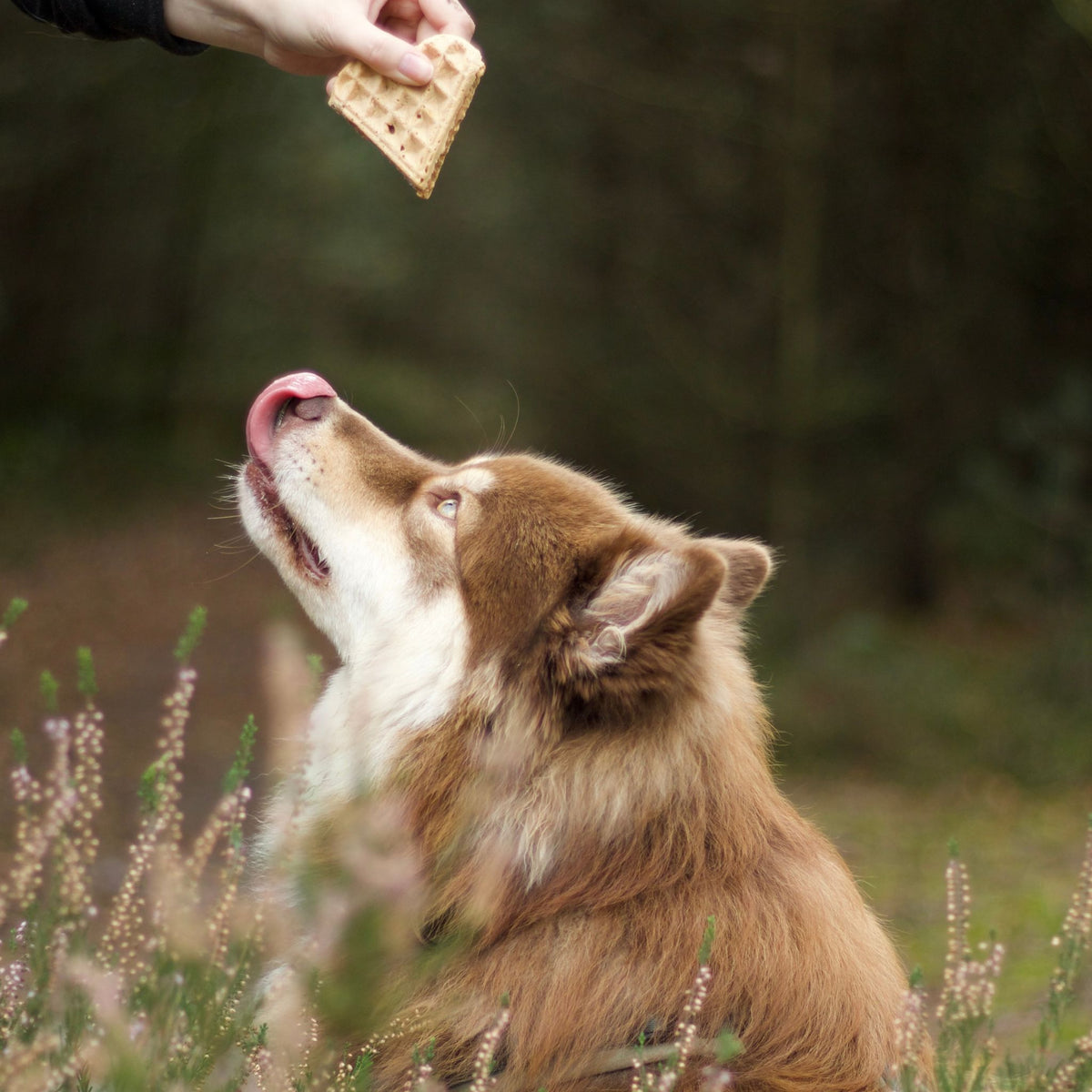 Fairtails Pupkin Woofles- Vegane Hundewaffeln mit Kürbis, Apfel und Karotte