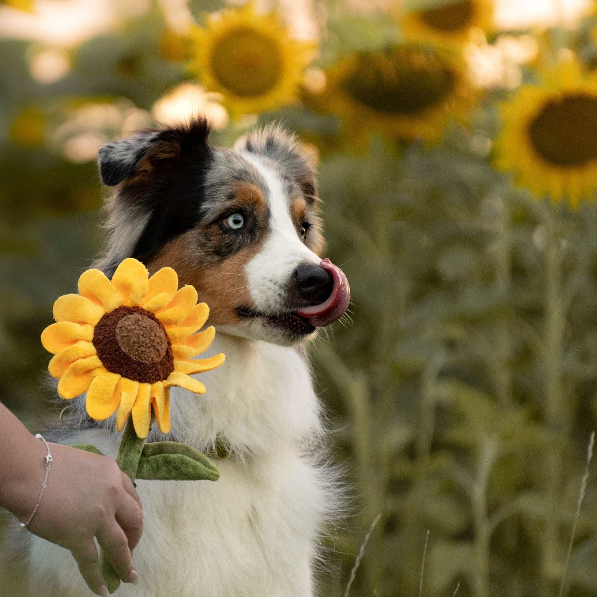 P.L.A.Y. Hundespielzeug Sonnenblume - Sassy Sunflower