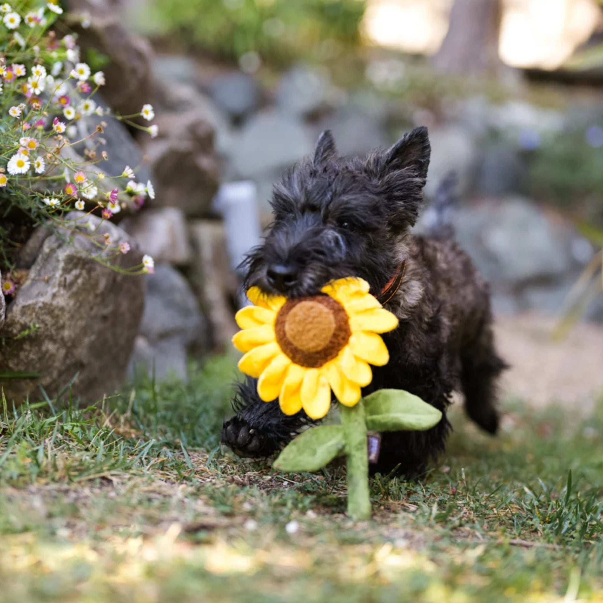 P.L.A.Y. Hundespielzeug Sonnenblume - Sassy Sunflower bei Fairtails