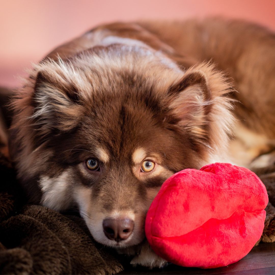 P.L.A.Y Hundespielzeug Valentinstag Fairtails