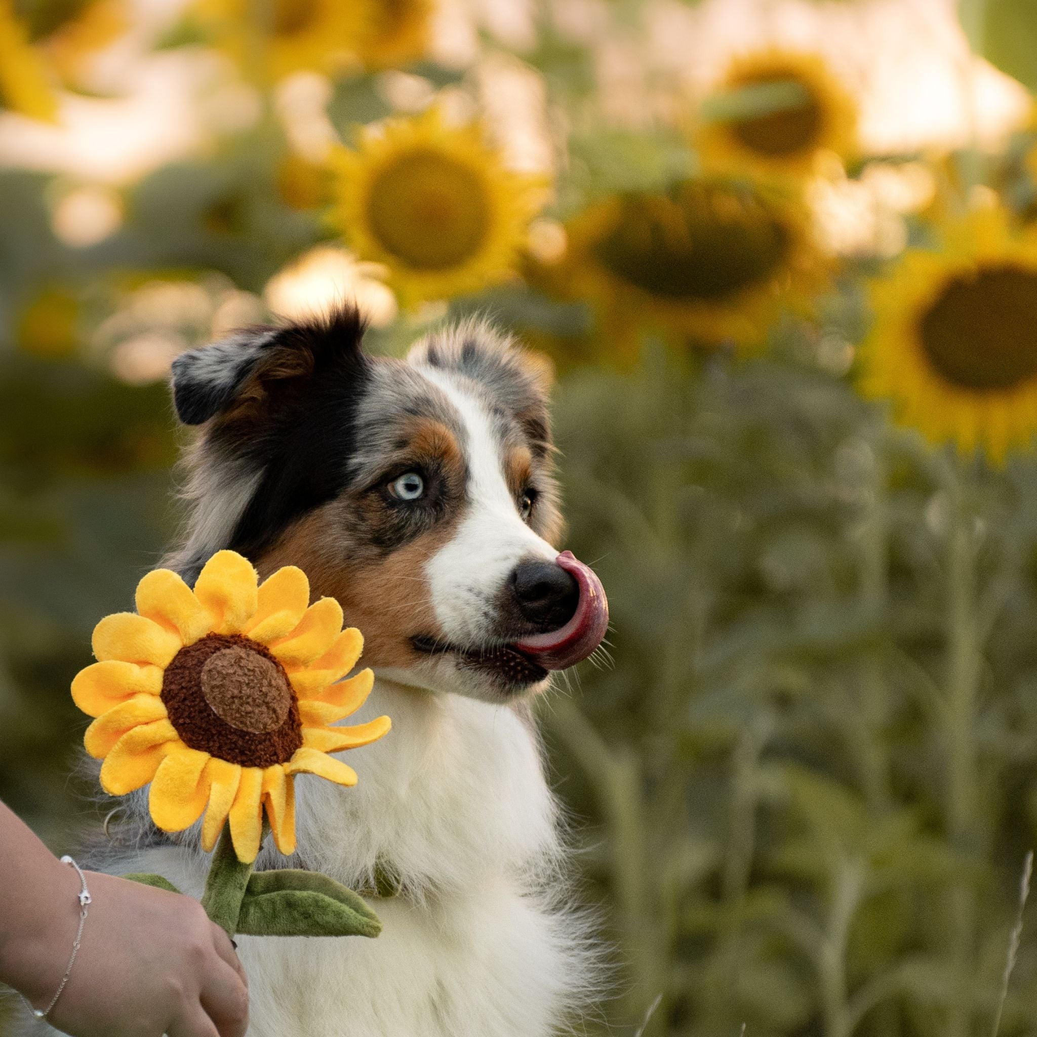 P.L.A.Y Hundespielzeug Sonnenblume - Lustiges, nachhaltiges Hundespielzeug bei Fairtails