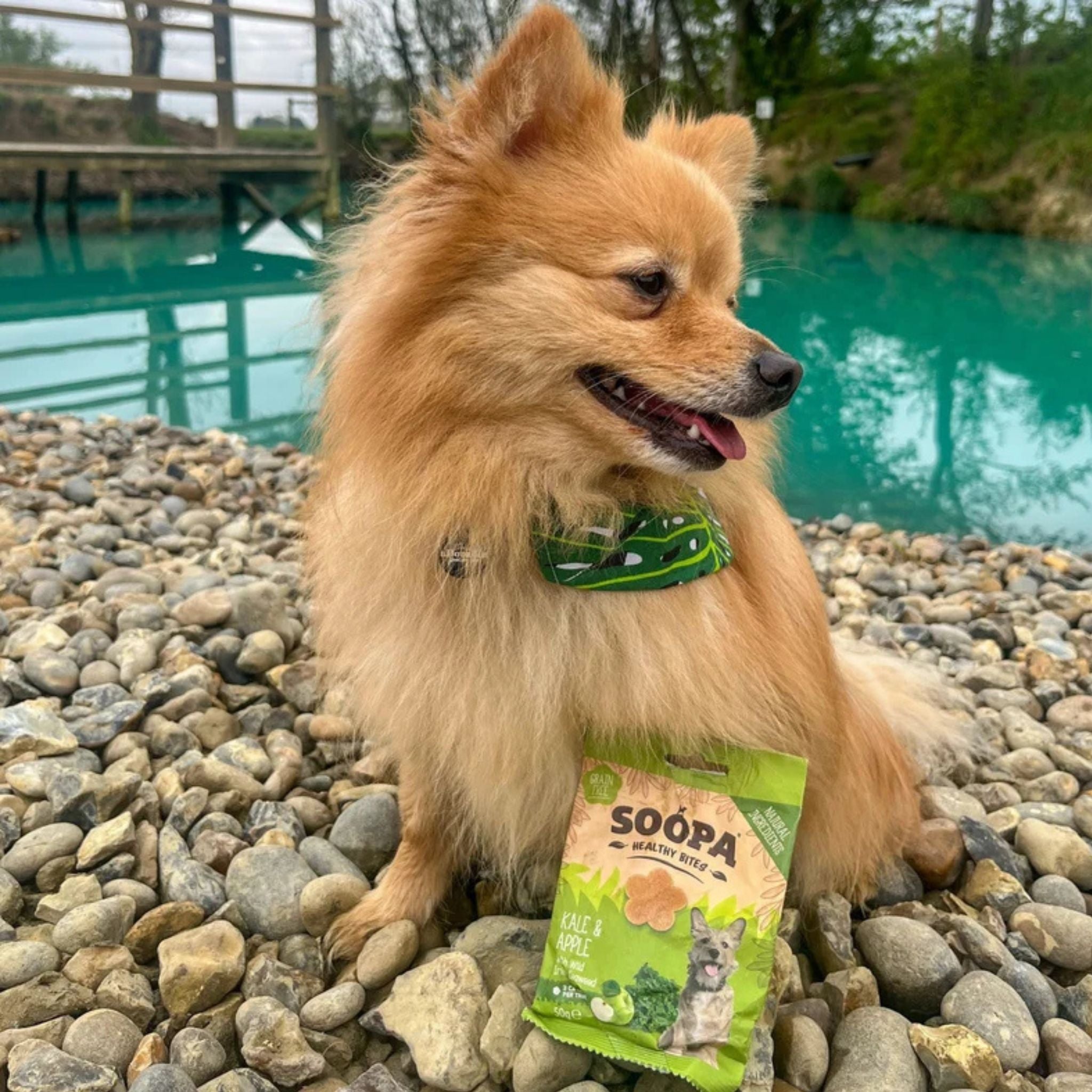 Soopa Pets Grünkohl und Apfel - vegane Hundeleckerli bei Fairtails