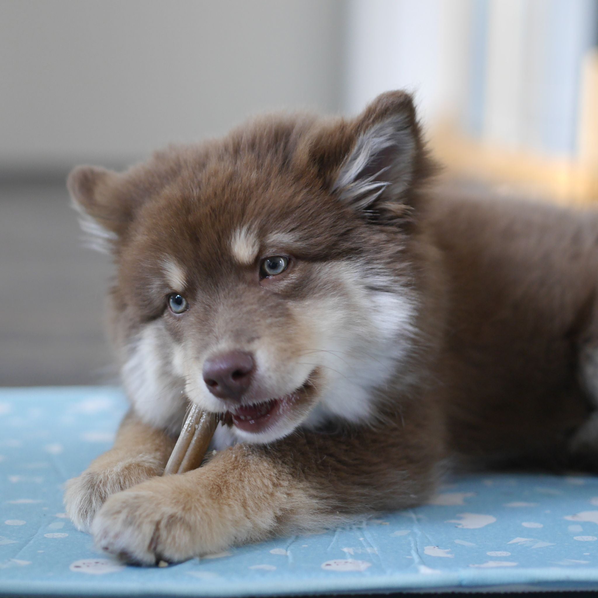 Soopa Pets Puppy Dental Sticks Banane und Kürbis - vegane Kausticks für Welpen (100g)