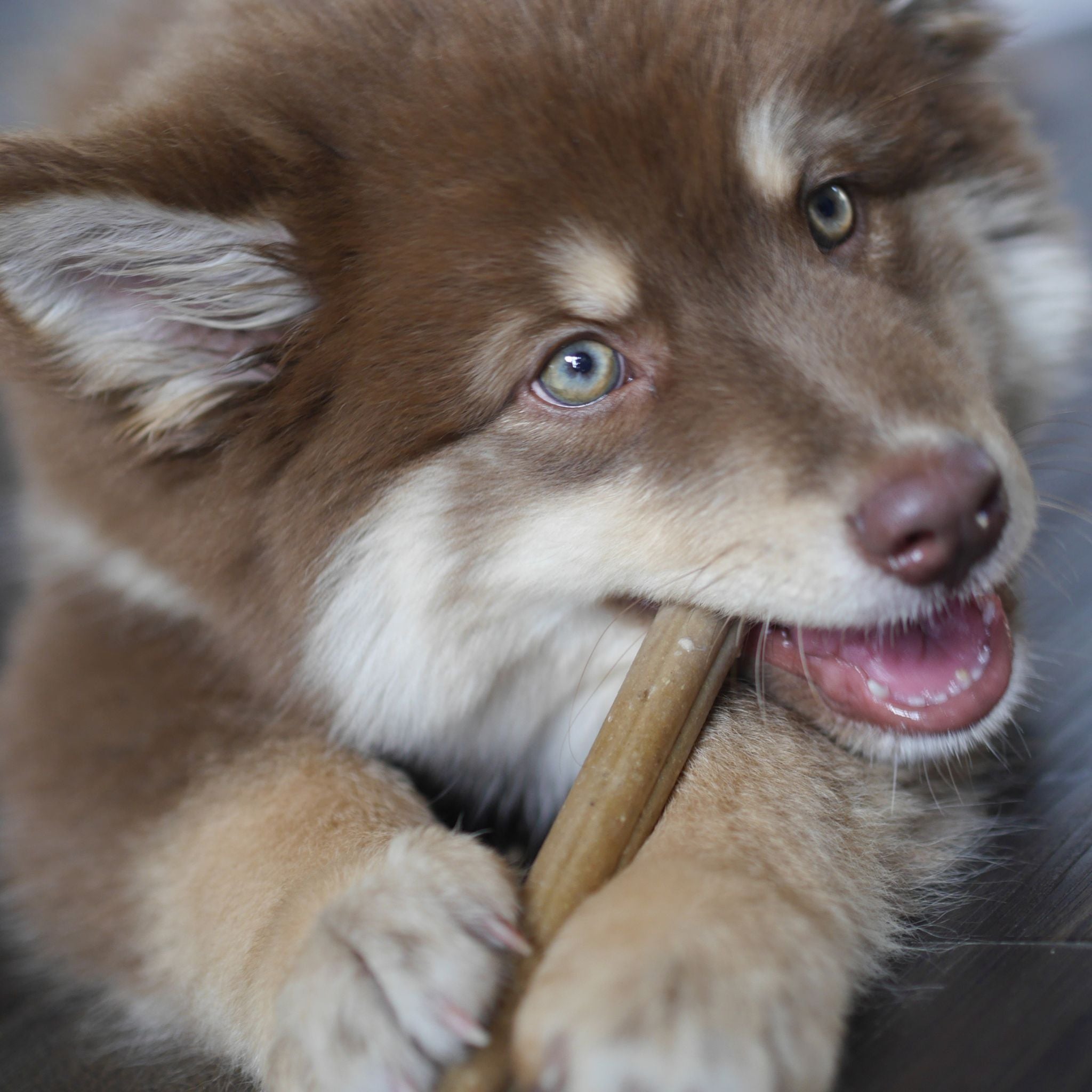 Soopa Pets Puppy Dental Sticks Banane und Kürbis - vegane Kausticks für Welpen (100g)