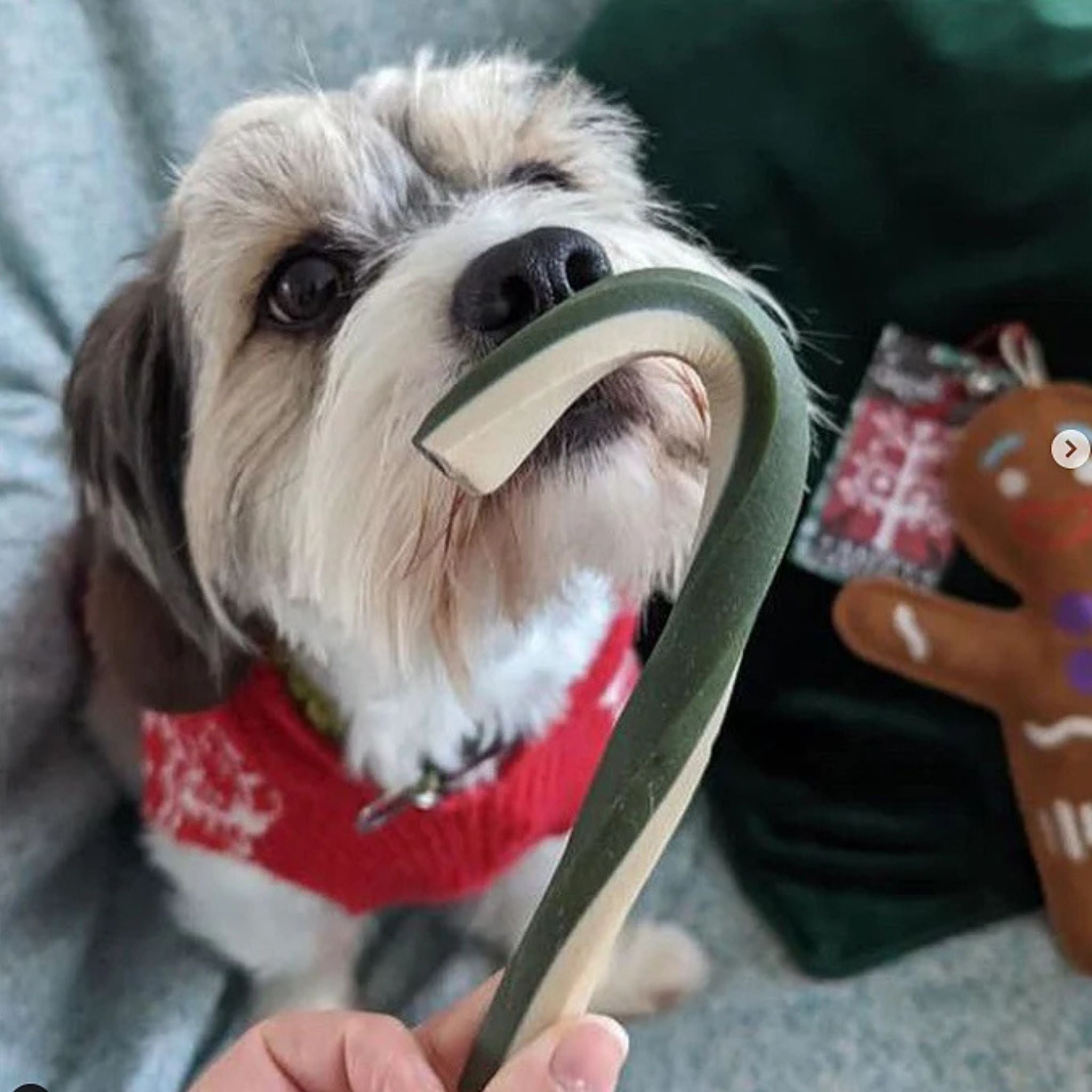 Veggie Sugar Cane - vegane Weihnachtssnacks für Hunde (2 Stück/126g)