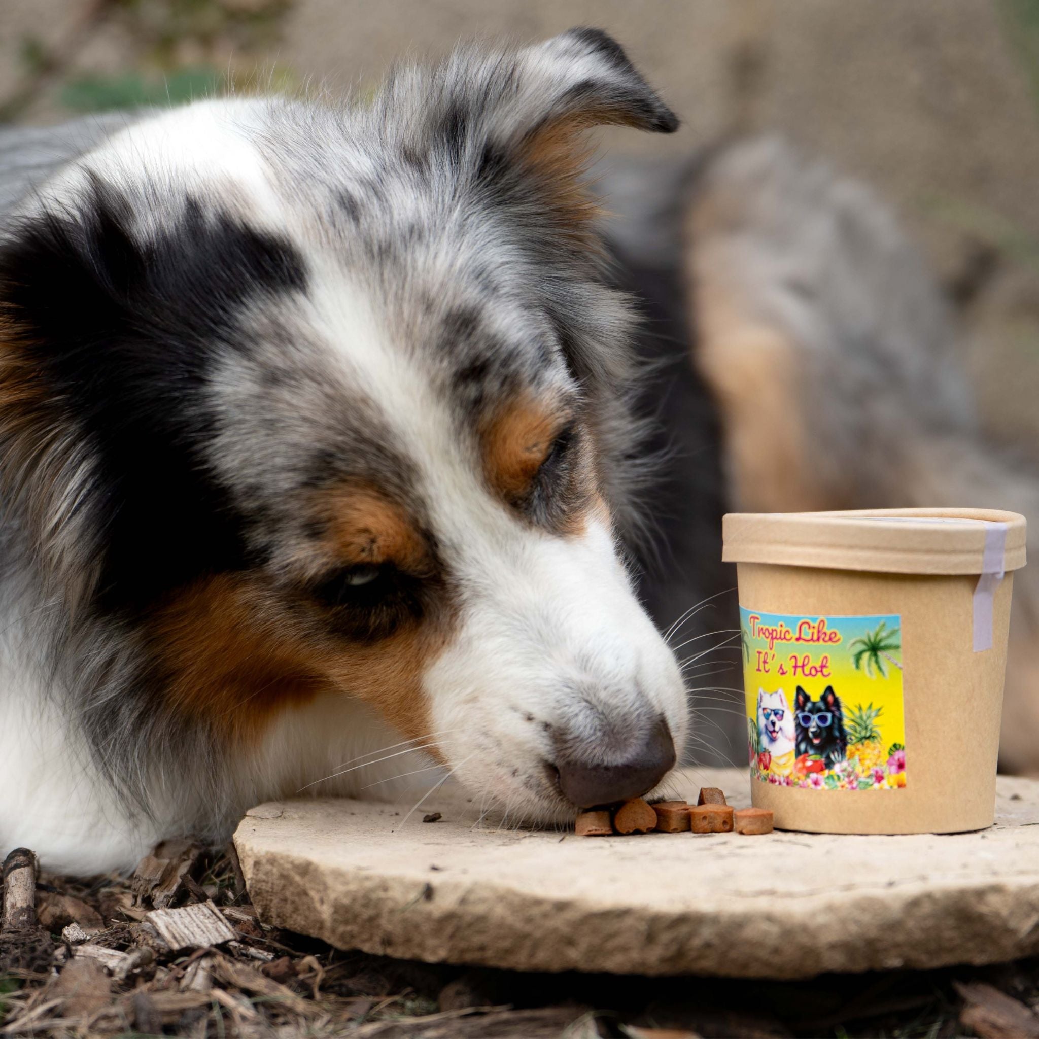 Fairtails Tropic Like It`s Hot- Vegane Hundeleckerli mit tropischen Früchten (100g)