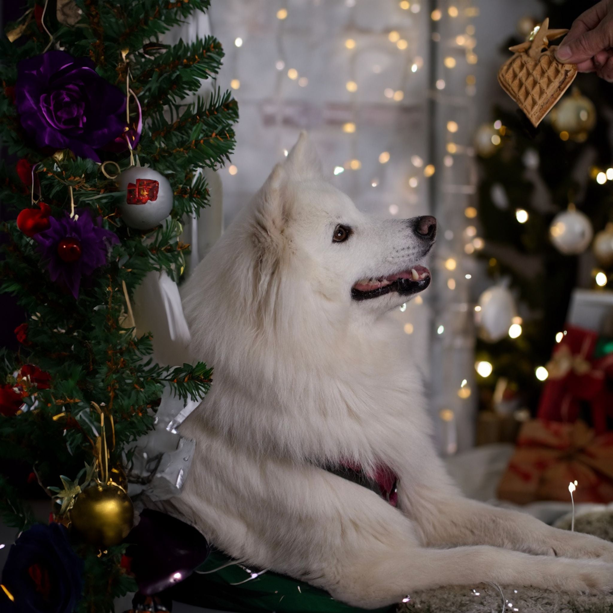 Christmas Woofles - Vegane Hundewaffeln mit Apfel und Zimt
