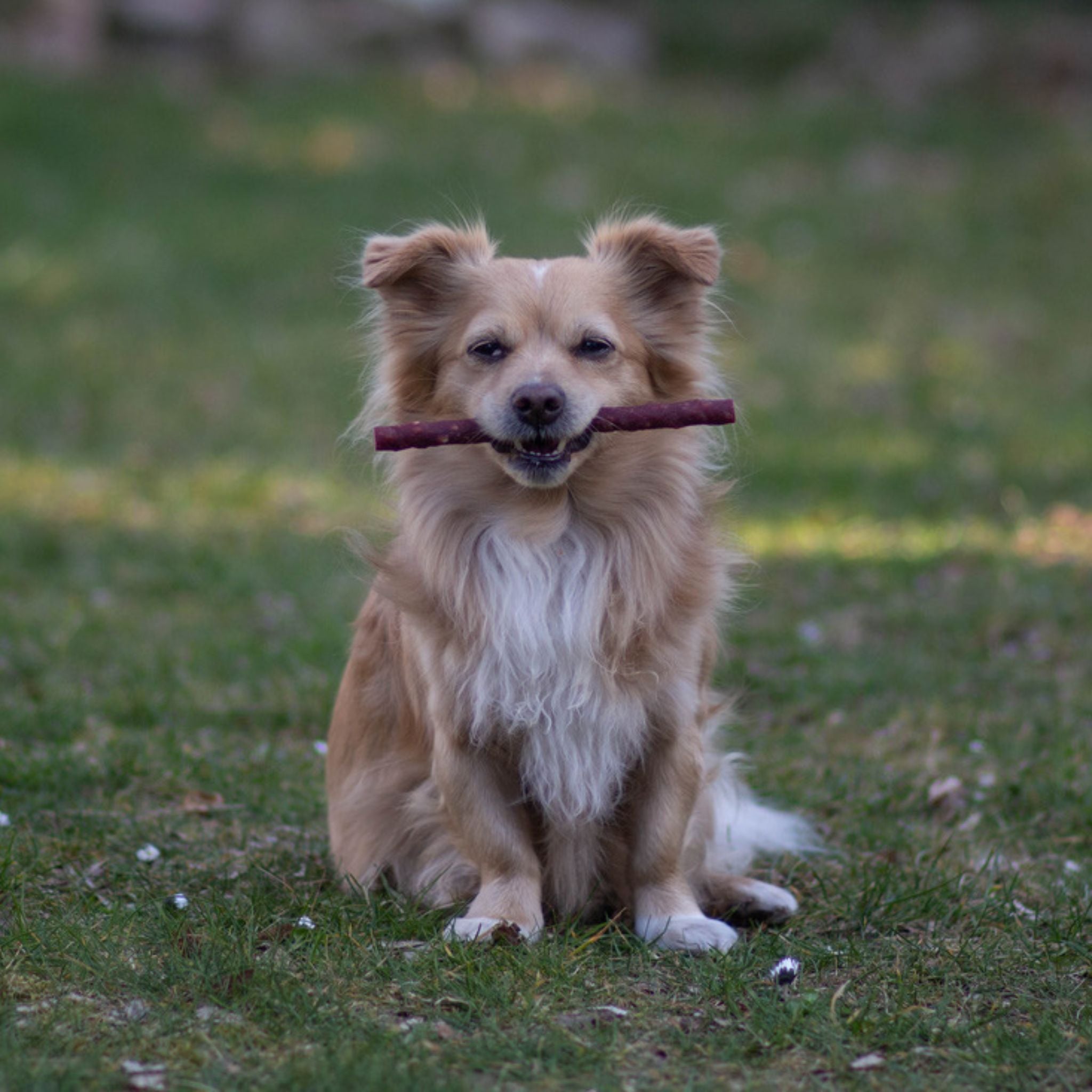 Veganer Kauartikel Hund Antos Farm Roll bei Fairtails