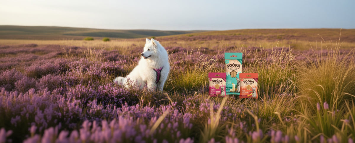 Vegane Hundeleckerli Soopa Pets bei Fairtails
