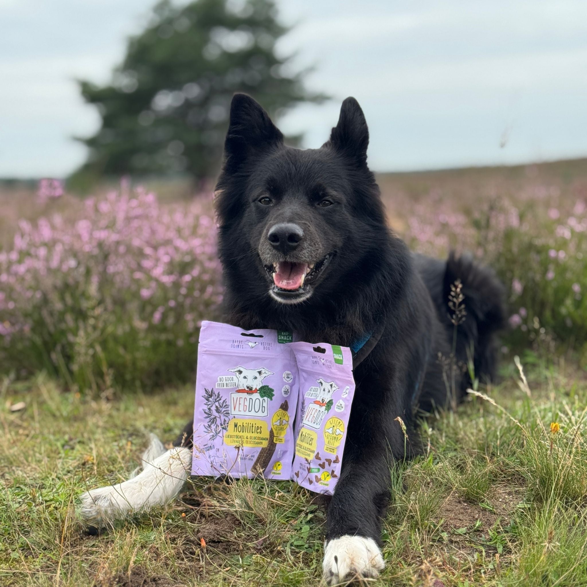 Vegdog Mobility Mini - vegane Hundelckerli bei Fairtails