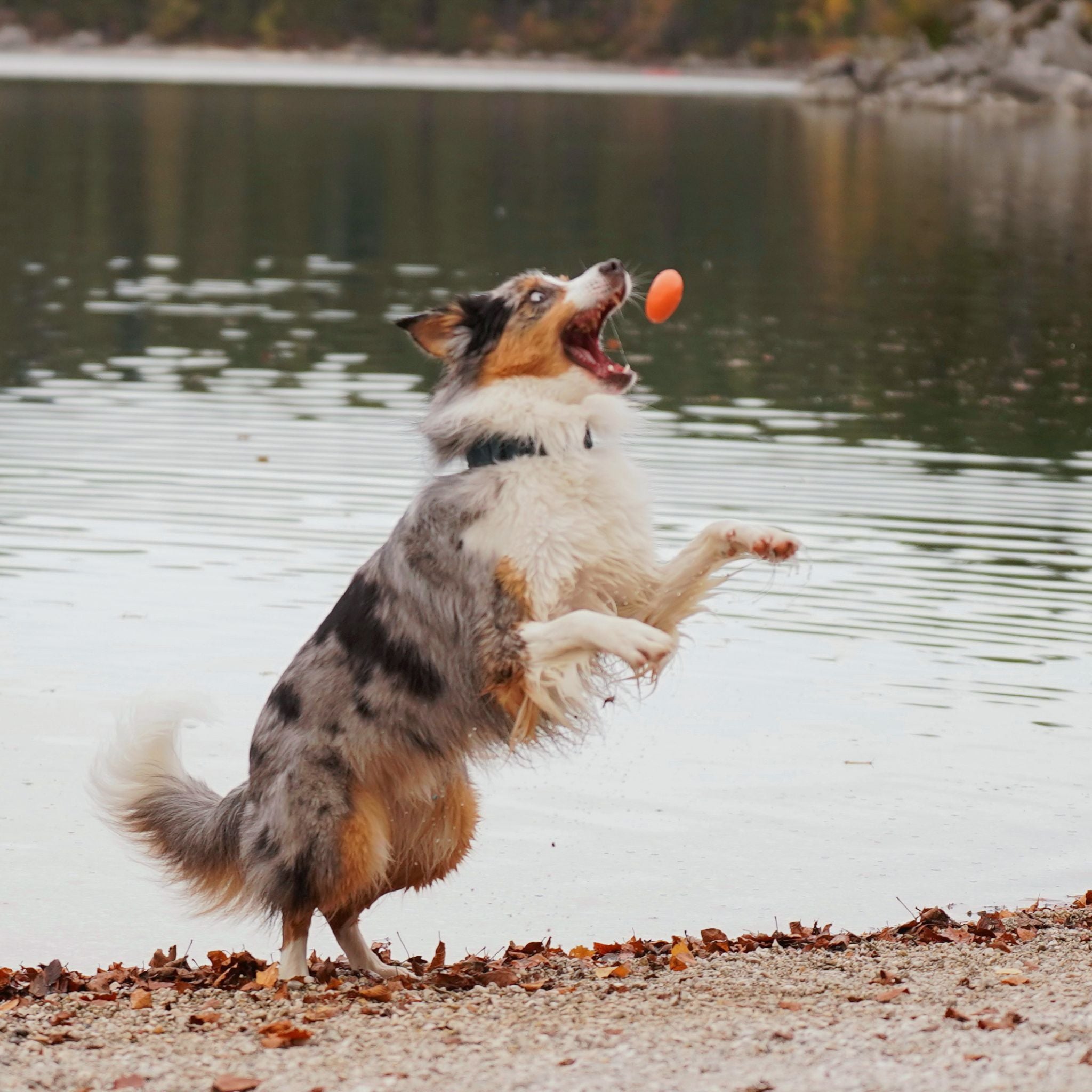 Wasserspielzeug Hund | nachhaltiges Hundespielzeug | Fairtails