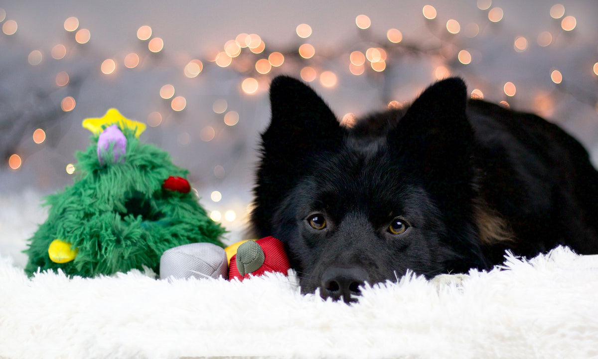 Fairtails nachhaltiger Hundeshop - nachhaltiges Hundespielzeug für Weihnachten