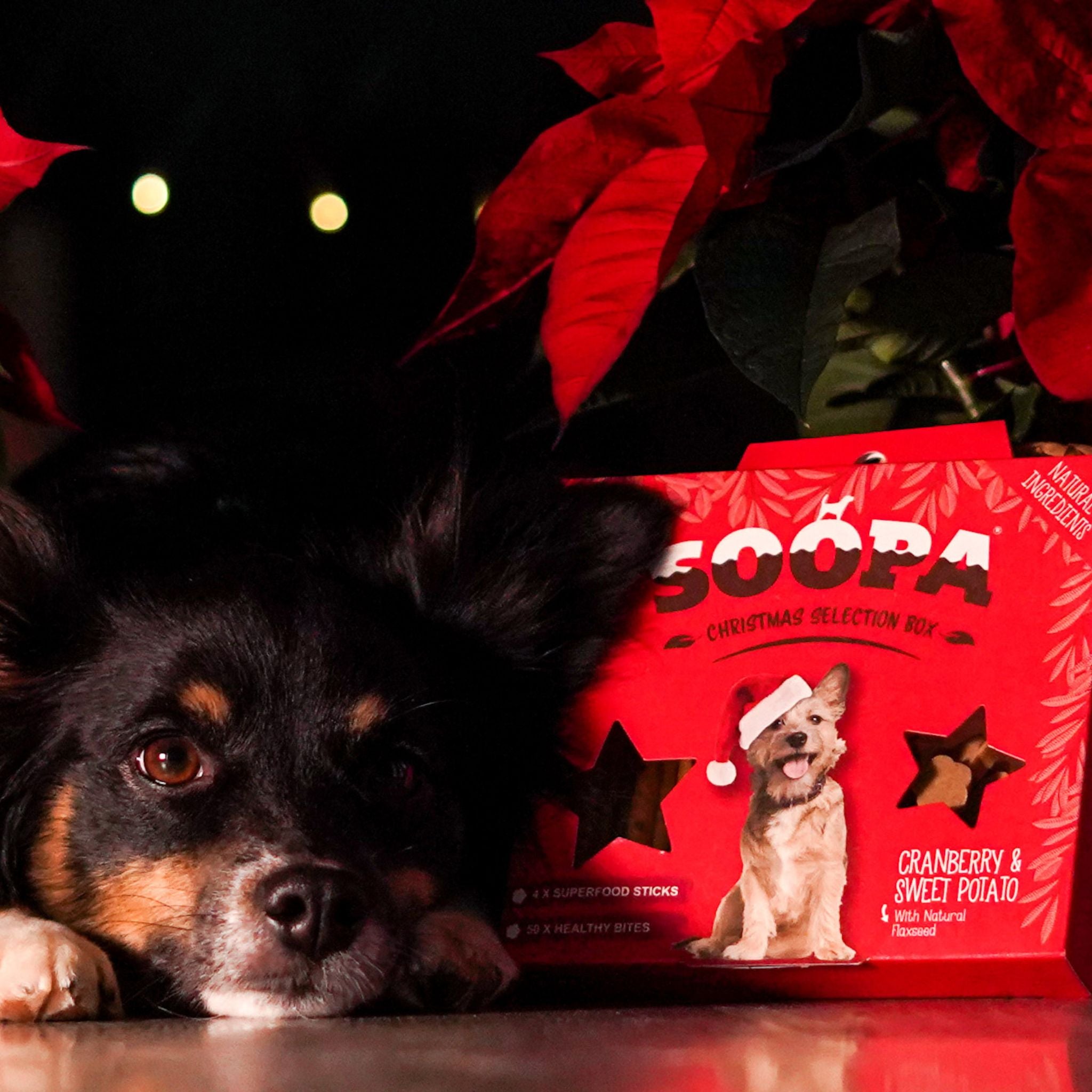 Vegane Kauartikel Hund - Soopa Weihnachtsbox - vegane Hundeleckerli Fairtails