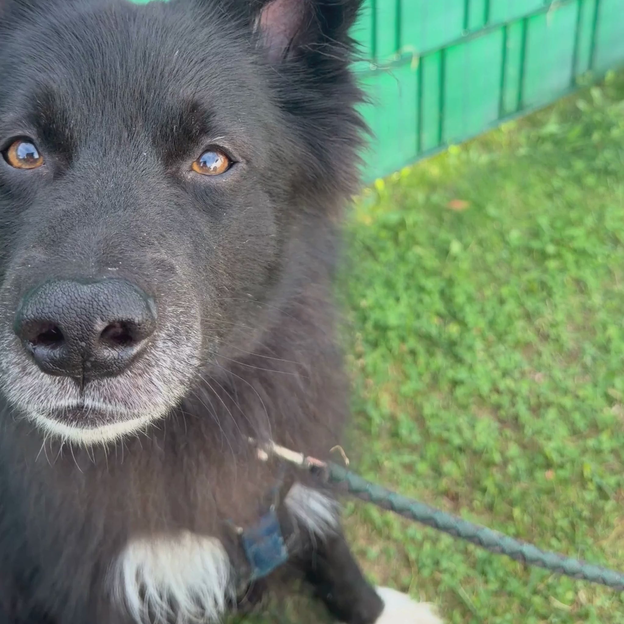 Garden Bites Fuity Twizzlers vegane Kausnacks Hund bei Fairtails