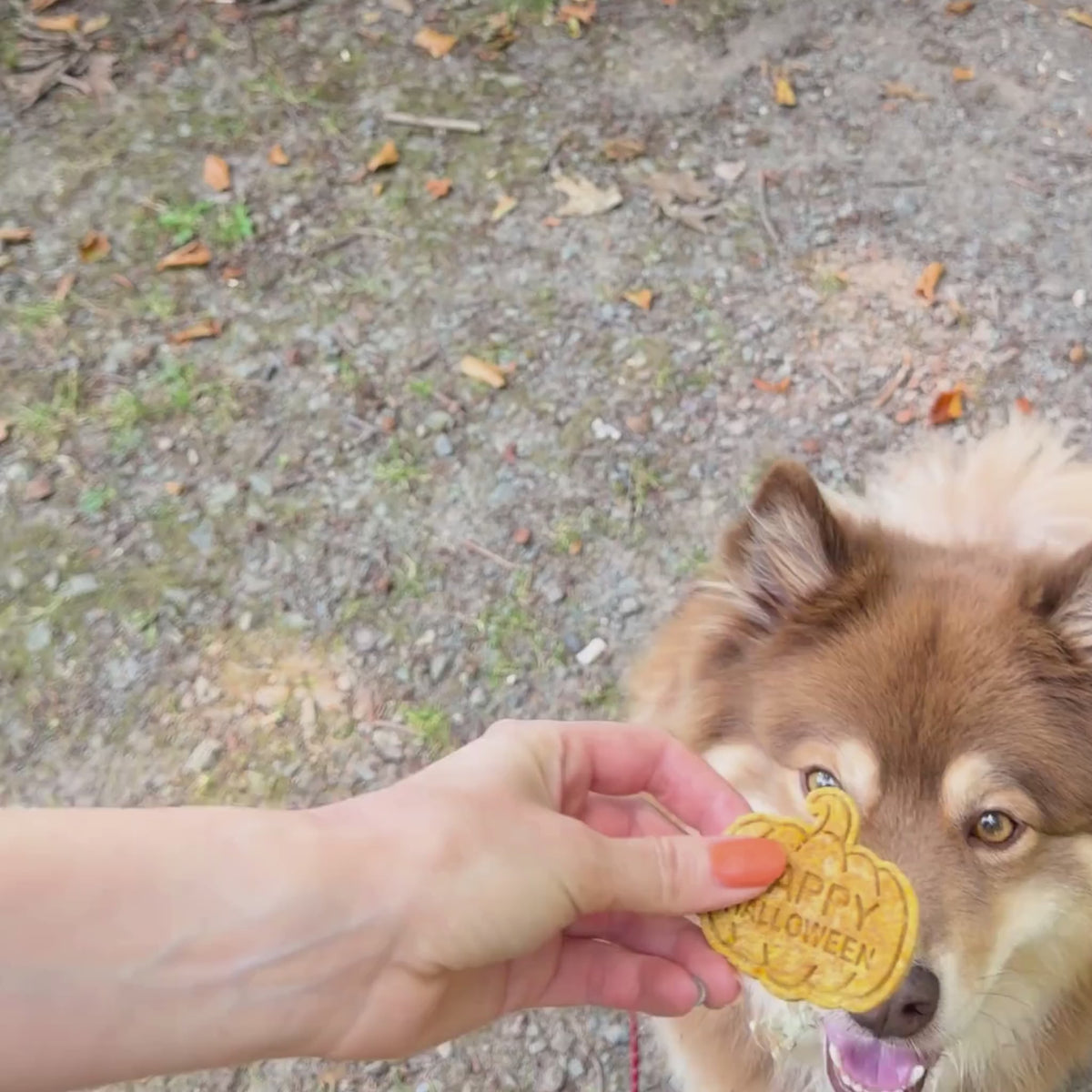 Halloween Kekse für Hunde - Fairtails Spooky Cookies