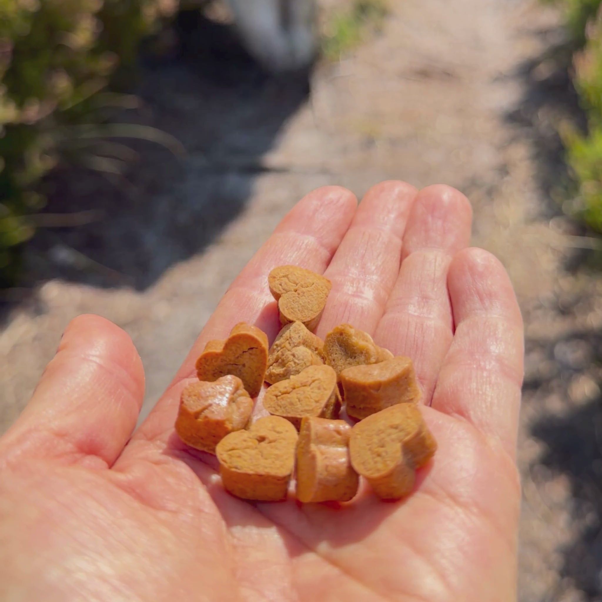 Vegane Hundeleckerli - vegane Hundekekse Süßkartoffel Karotte bei Fairtails