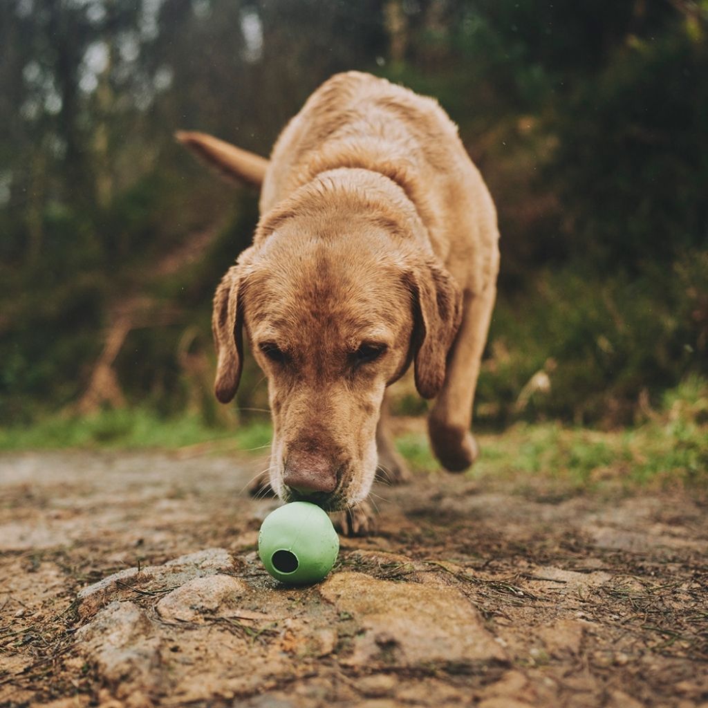 Beco Ball - nachhaltiges Hundespielzeug bei Fairtails