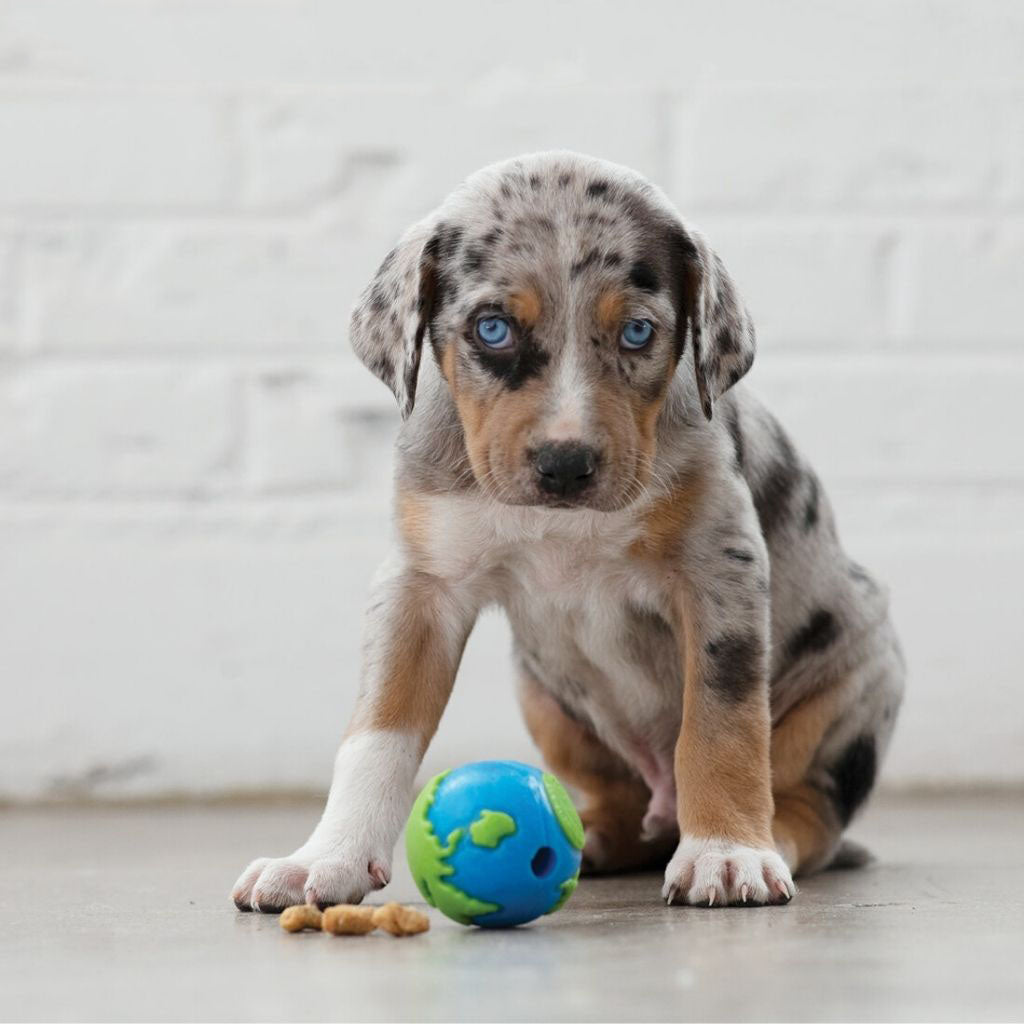 Planet Dog Earth Ball - nachaltiges Hundespielzeug bei Fairtails