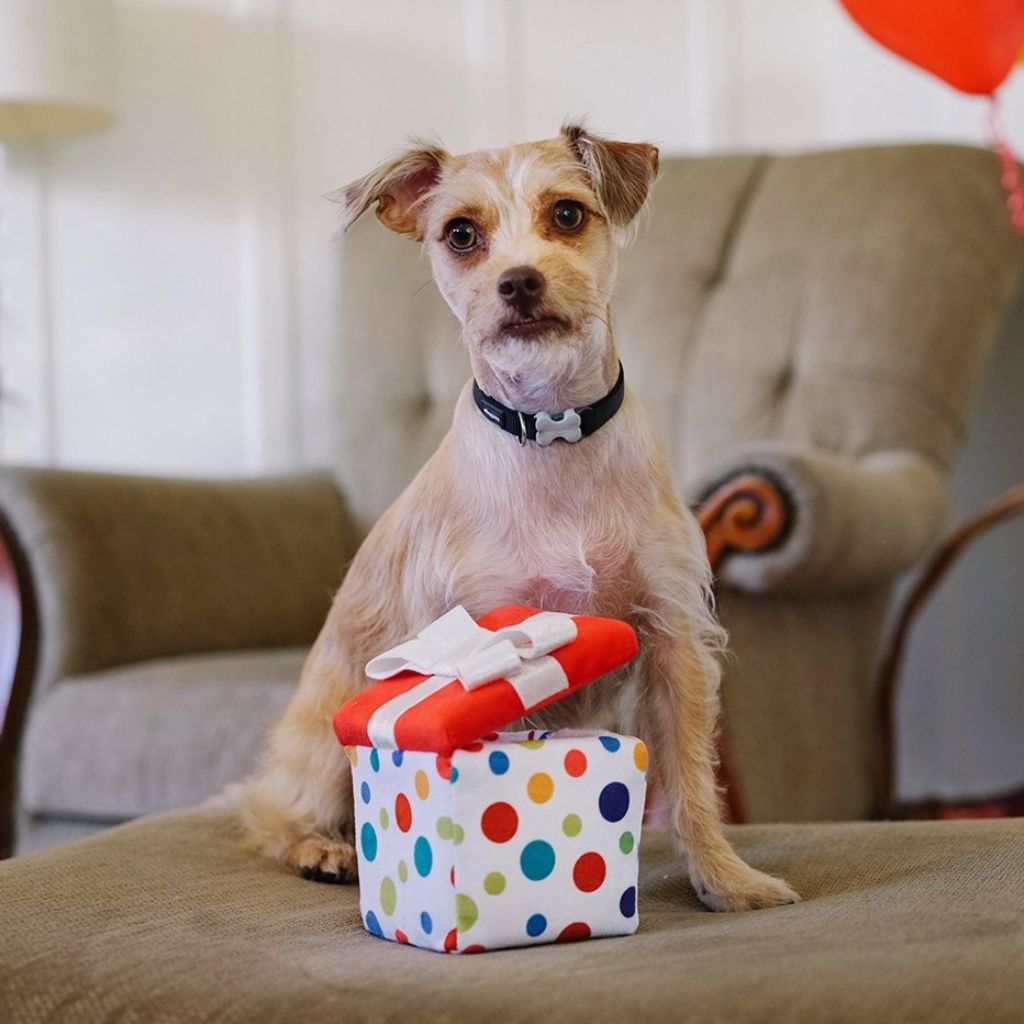 P.L.A.Y. Hundespielzeug Party Geburtstag, Gotcha Day Geschenk- Nachhaltiges Spielzeug bei FairTails