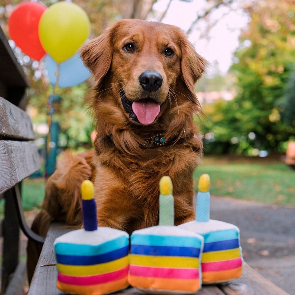 P.L.A.Y. Hundespielzeug Party Geburtstag, Gotcha Day Torte- Nachhaltiges Spielzeug bei FairTails