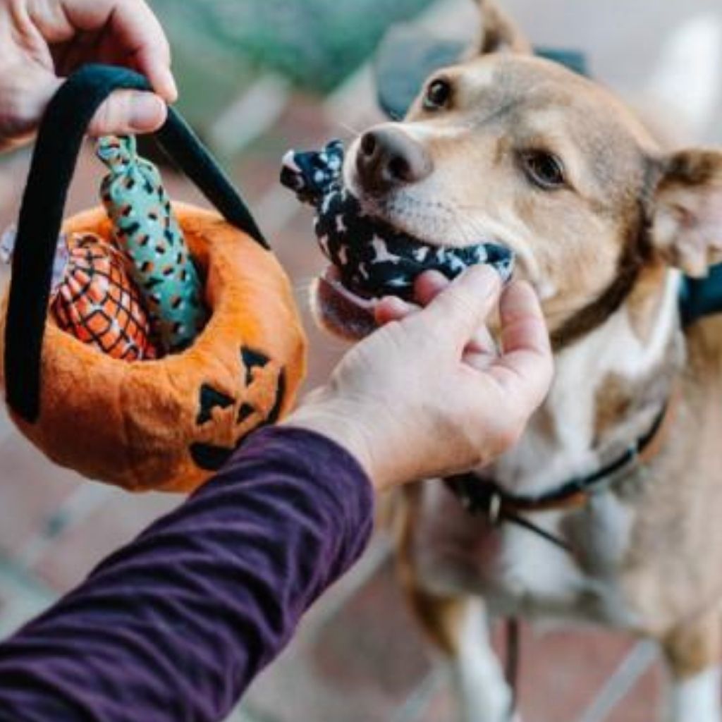 Hundespielzeug Kürbis Halloween bei FairTails