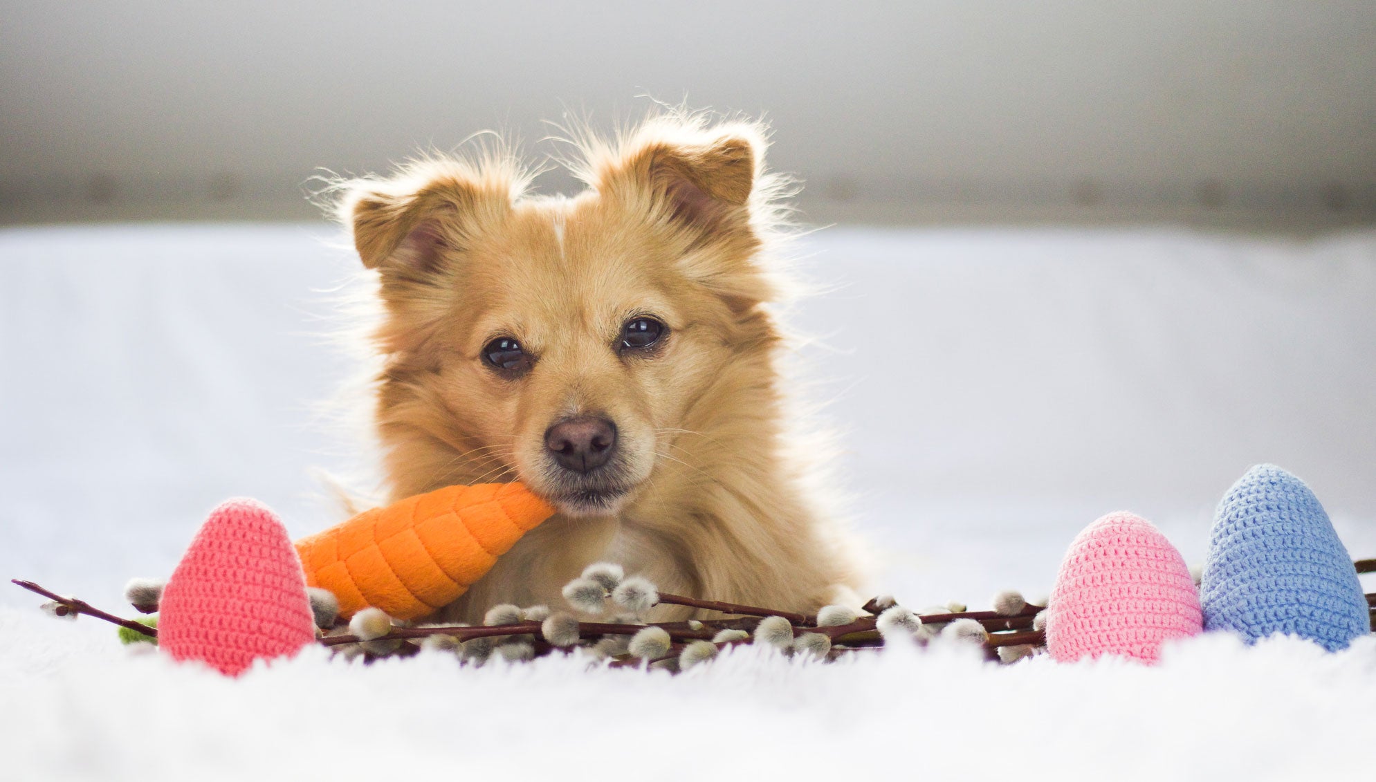 P.L.A.Y. nachhaltiges Hundespielzeug Karotte  Möhre bei Fairtails