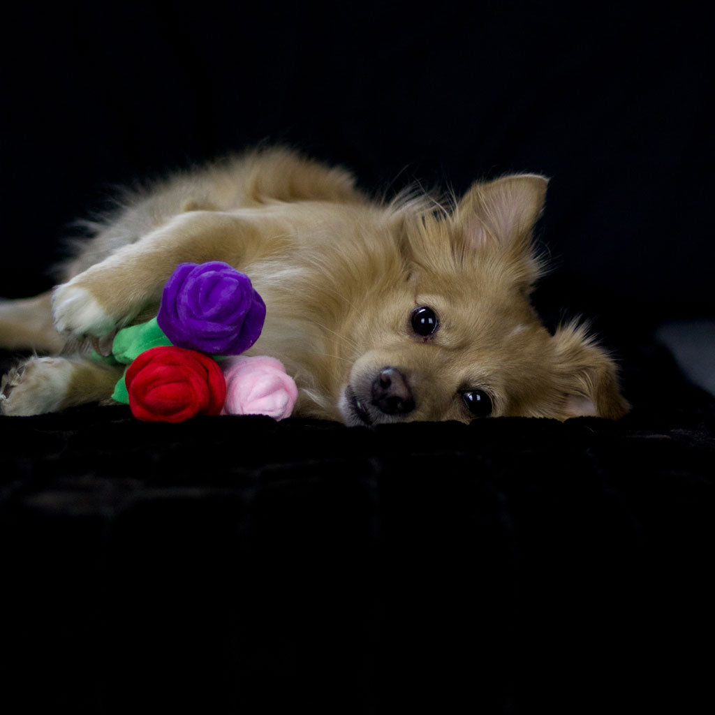 P.L.A.Y. Hundespielzeug Valentinstag Rosen Hundespielzeug bei Fairtails