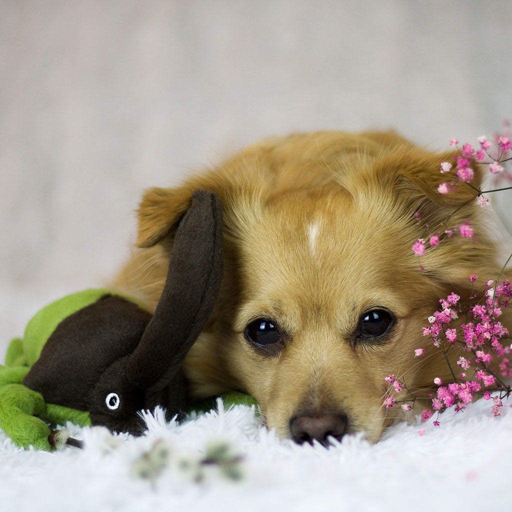 P.L.A.Y. Hundespielzeug Nashornkäfer nachhaltiges Hundespielzeug bei Fairtails