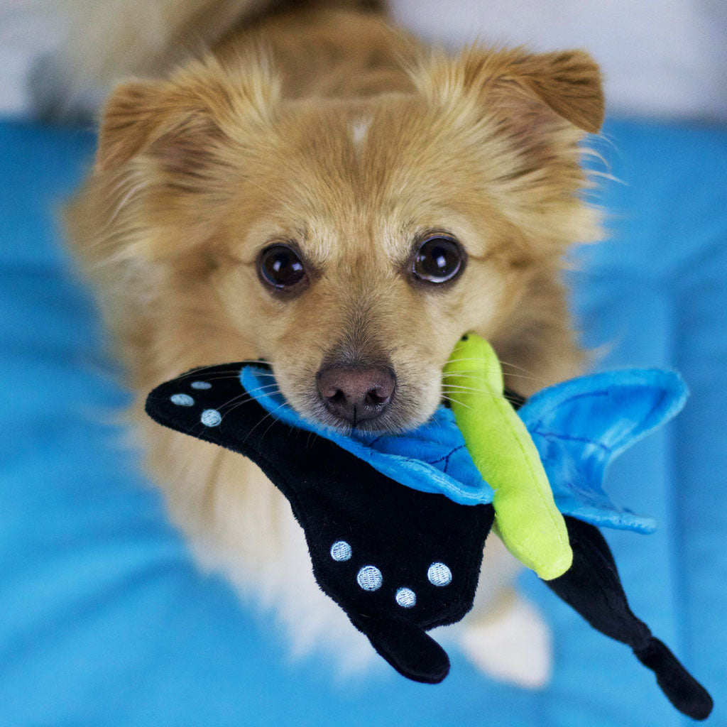 P.L.A.Y. Hundespielzeug Regenwurm - nachhaltiges Hundespielzeug bei FairTails