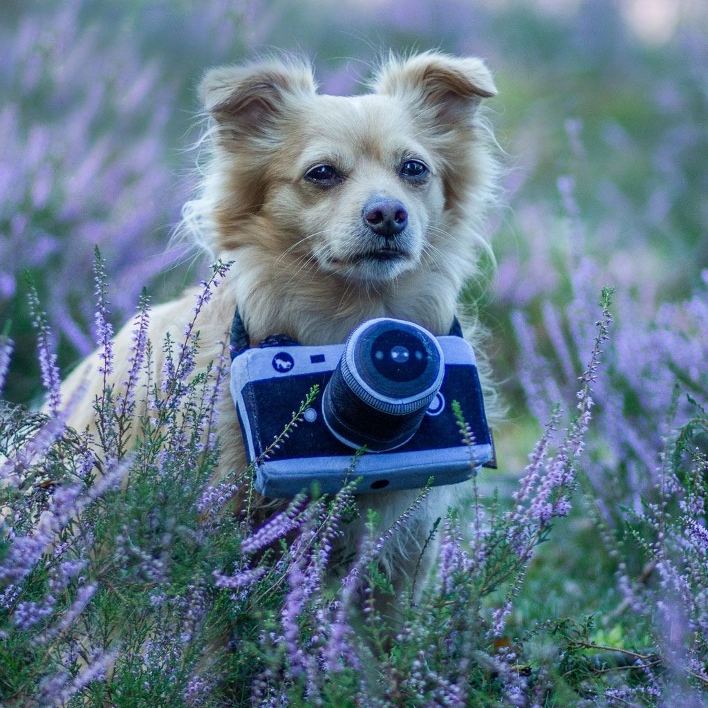 P.L.A.Y. Hundespielzeug Kamera - nachhaltiges Hundespielzeug bei Fairtails