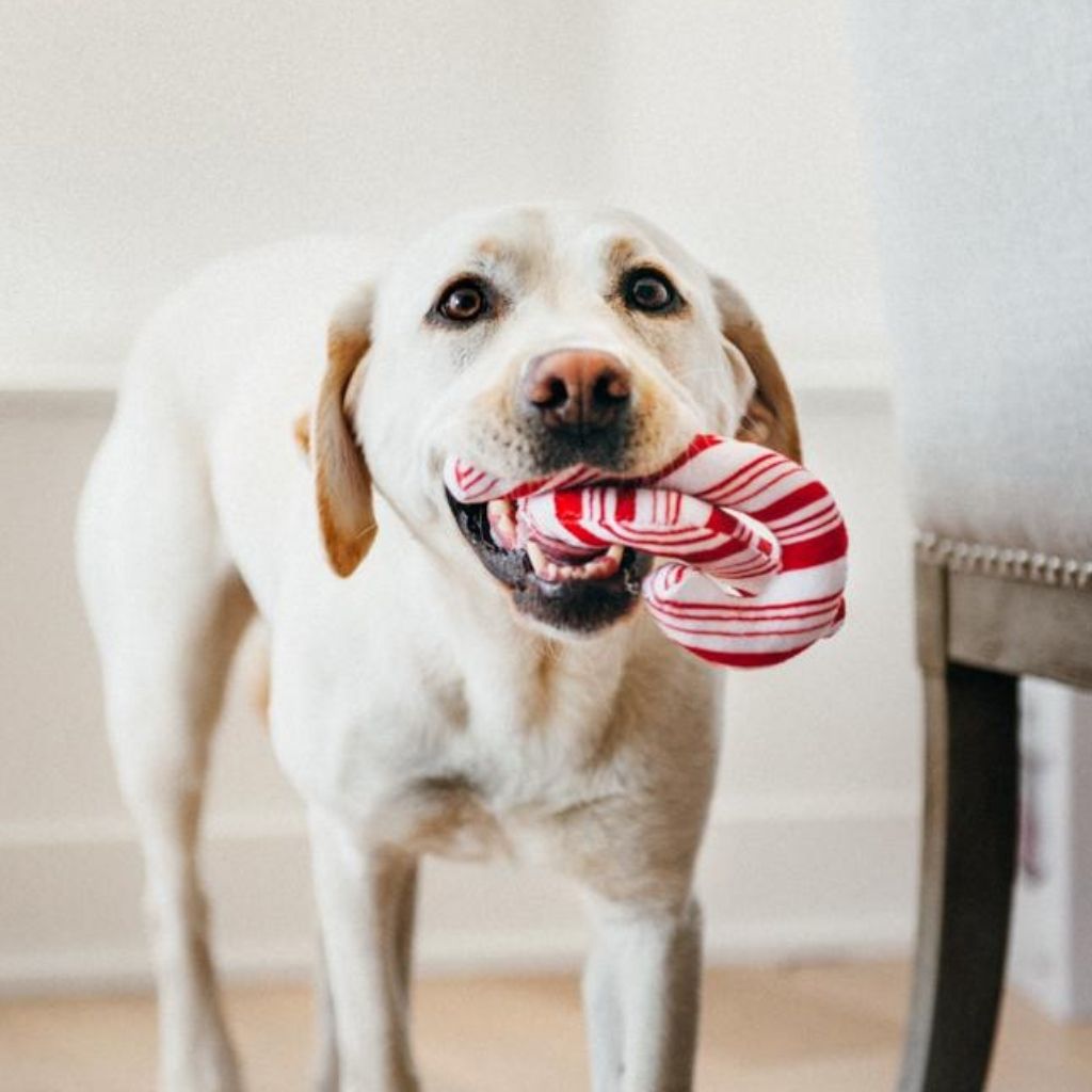P.L.A.Y. Weihnachtsspielzeug für Hunde bei Fairtails