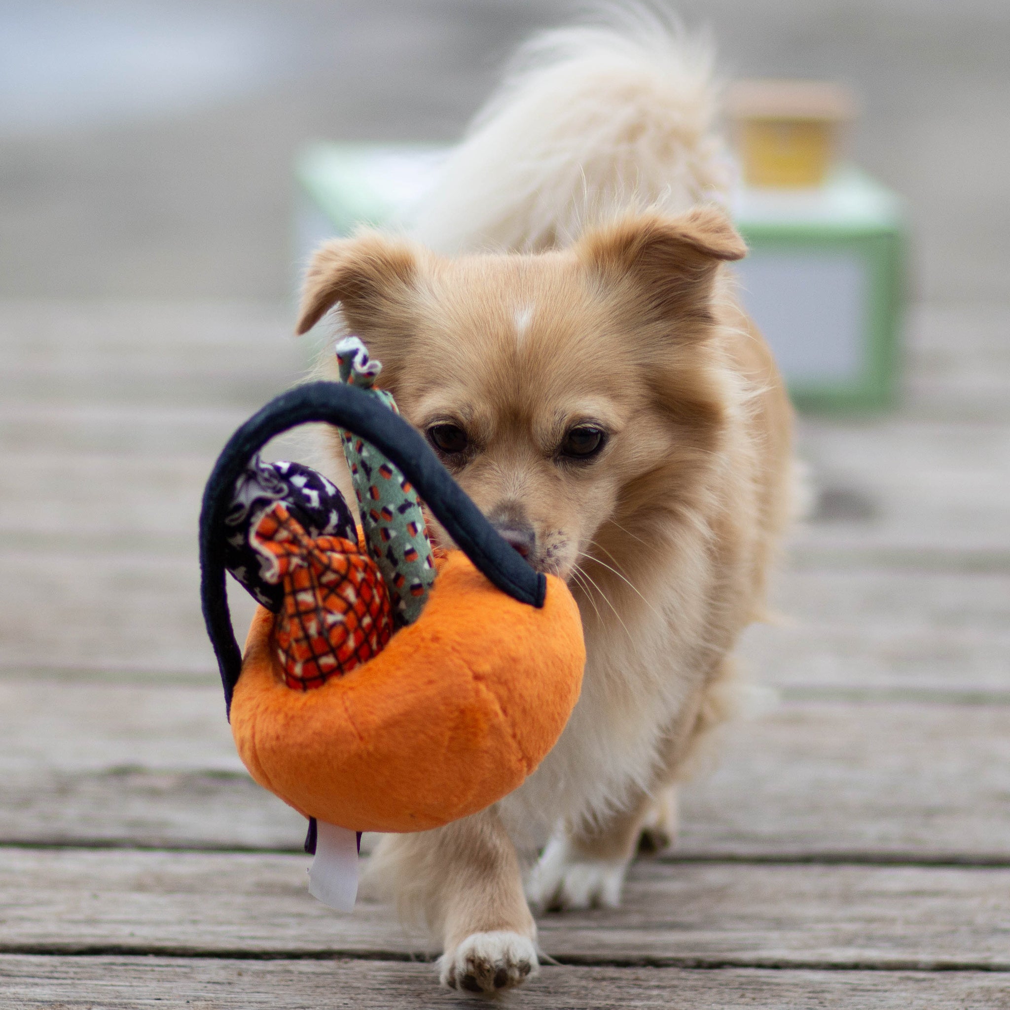 P.L.A.Y. Halloween Hundespielzeug - Howl-o-ween Treat Basket