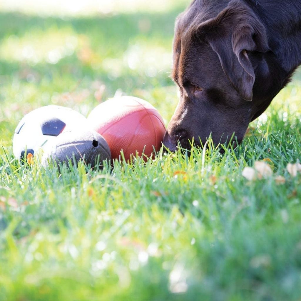 Planet Dog Basketball nachhaltiges Hundespielzeug bei Fairtails