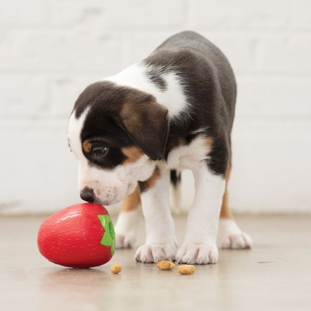 Planet Dog Orbee Tuff Erdbeere - nachhaltiges Hundespielzeug bei Fairtails