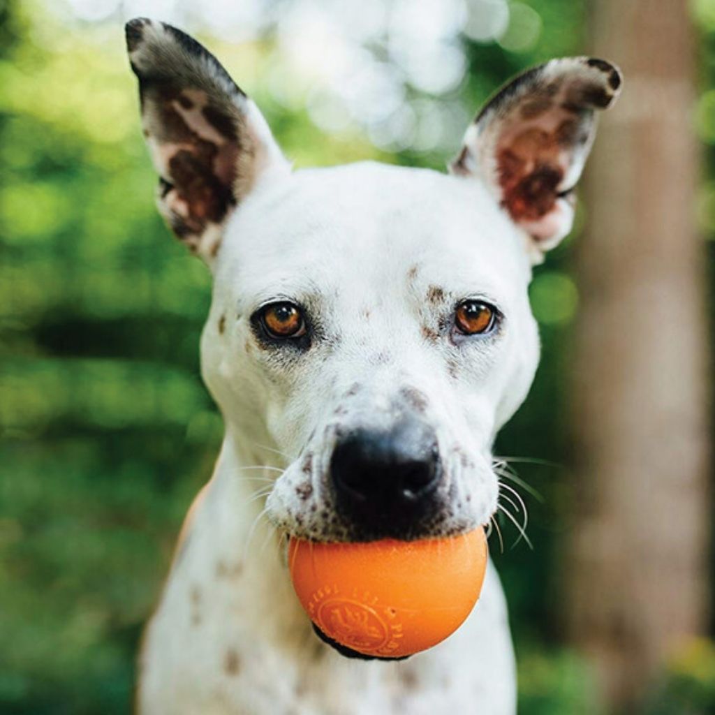 Planet Dog Orbee-Tuff Squeak - langlebiges Hundespielzeug bei Fairtails