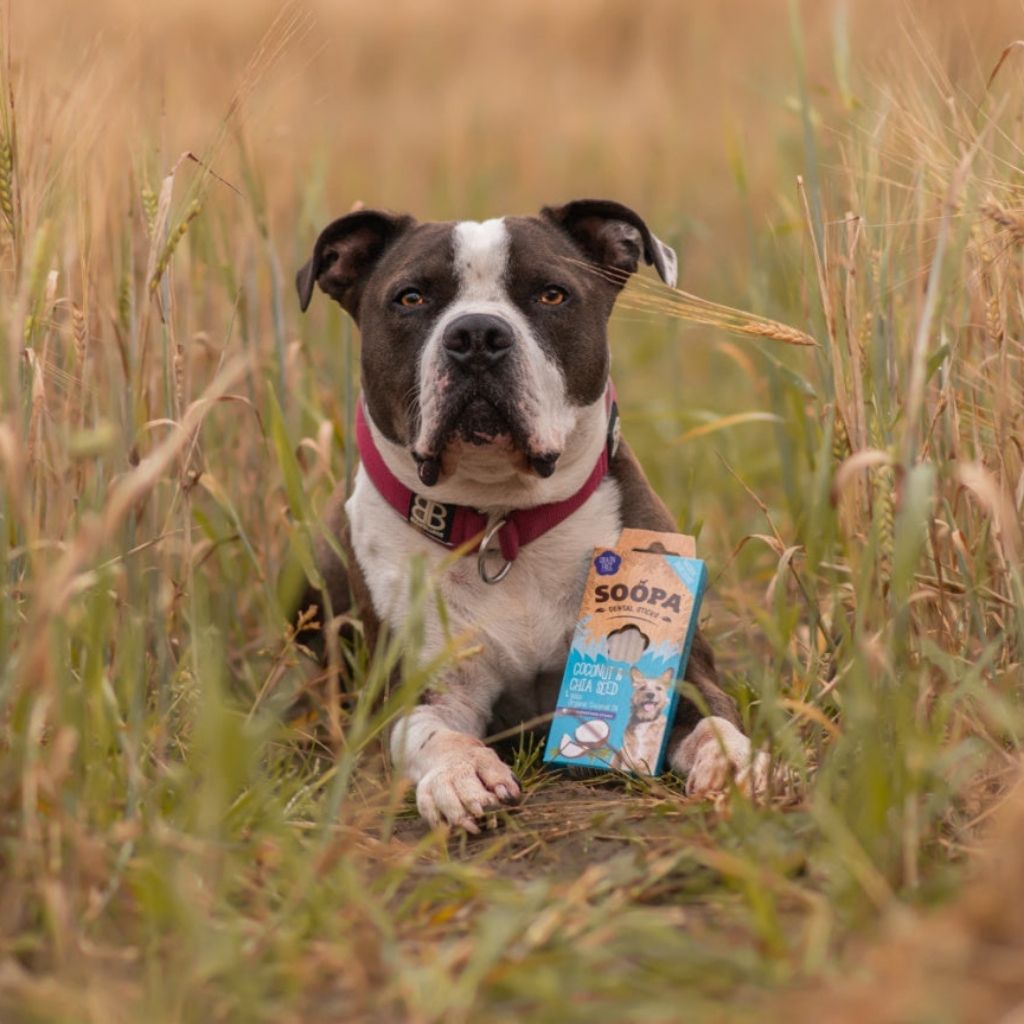 Soopa Dental Sticks Kokos Chia- vegane Kauartikel Hund bei Fairtails