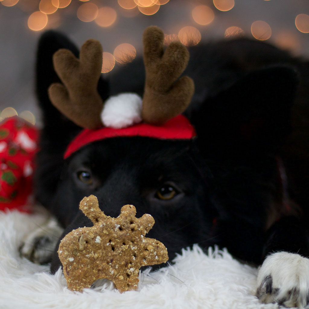 Vegan Christmas Moose - veganer Hundekeks mit leckeren Früchten
