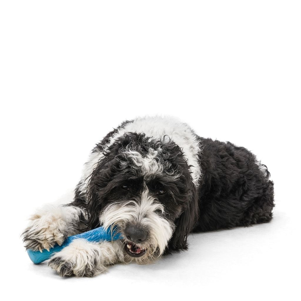 Seaflex Drifty - nachhaltiges Wasserspielzeug für Hunde bei Fairtails