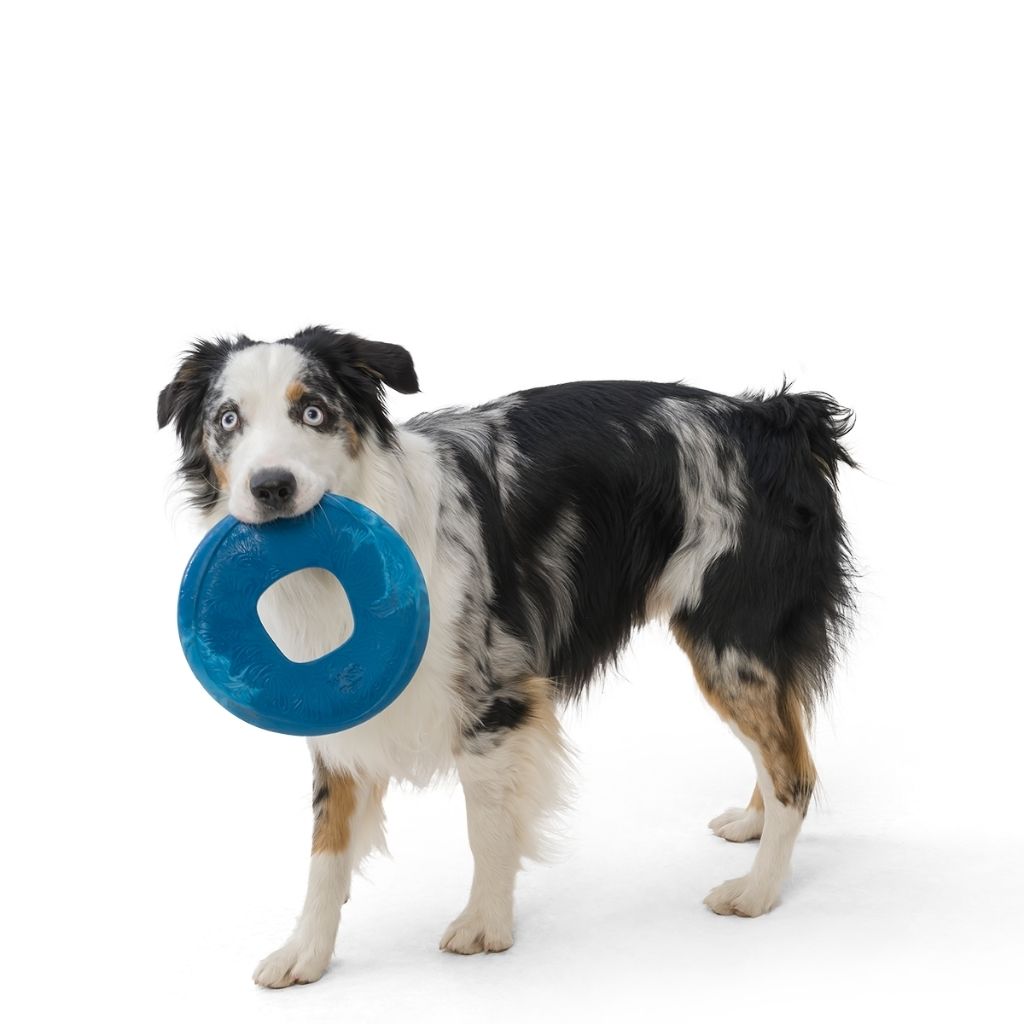Seaflex Sailz Frisbee Outdoor- nachhaltiges Wasserspielzeug für Hunde bei Fairtails