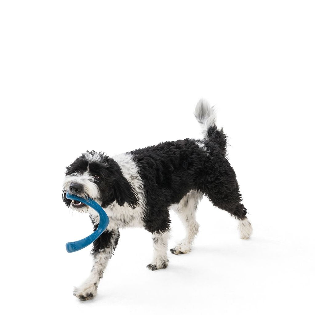 Seaflex Snorkl nachhaltiges Hundespielzeug Wasserspielzeug für Hunde bei Fairtails