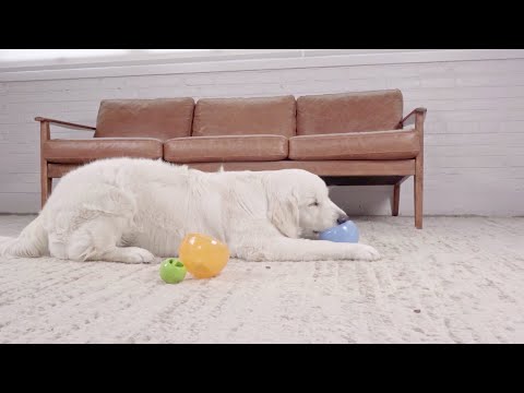 Orbee Tuff Snoop nachhaltiges Hundespielzeug bei Fairtails